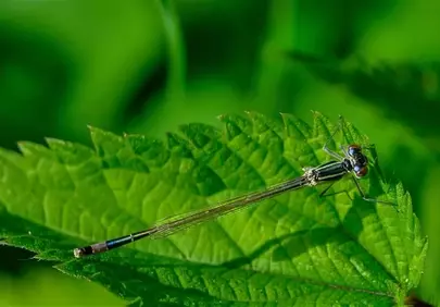 Stunning Macro: Delicate Dragonfly on Vibrant Green Leaf