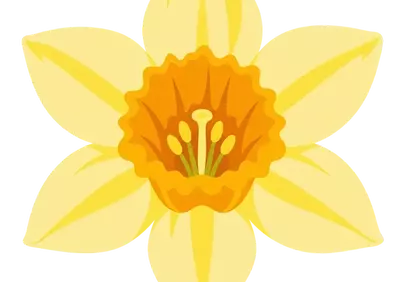 Vibrant Yellow Daffodil: Spring's Cheerful Bloom