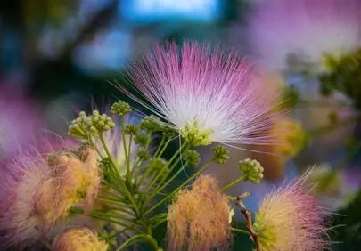 Vibrant Acacia Blossom: Nature's Delicate Pink Fireworks