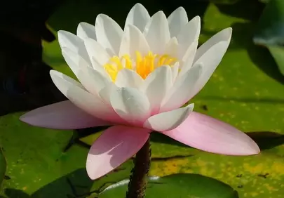 Stunning White Water Lily: A Vision of Serene Aquatic Beauty