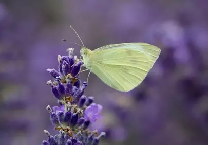 Delicate White Butterfly on Vibrant Lavender Bloom
