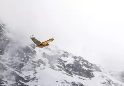 Majestic Kea Soaring Over Snow-Capped New Zealand Mountains