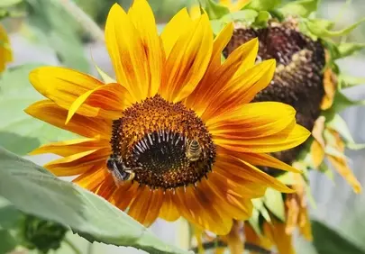 Vibrant Sunflower Buzzing with Life: Nature's Golden Embrace