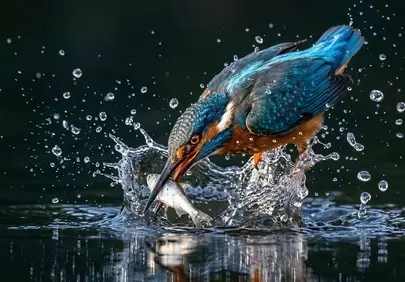 Stunning Kingfisher's Dynamic Dive: A Splash of Sapphire in Action