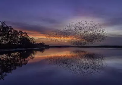 Breathtaking Sunset Murmuration Over Tranquil Lake Reflections