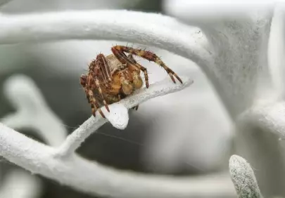 Macro Marvel: Garden Spider in Sharp Detail