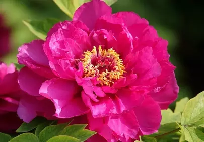 Vibrant Pink Peony: A Stunning Blossom of Spring