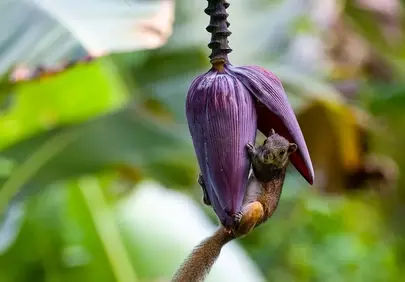 Charming Squirrel Foraging on a Vibrant Banana Blossom