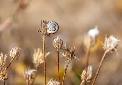 Enchanting Snail on Dry Grass: A Macro Autumn Wonder