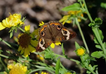 Stunning Buckeye Butterfly on Yellow Bloom in Summer