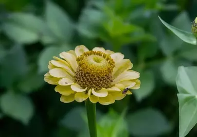 Vibrant Yellow Zinnia Bloom: Nature's Summer Masterpiece