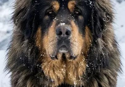 Majestic Tibetan Mastiff: Winter Guardian in the Snow Mountains