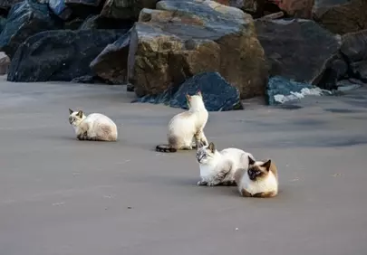 Charming Feline Friends: Beachside Cat Gathering