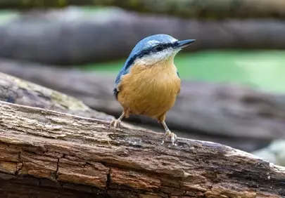 Charming Eurasian Nuthatch: A Glimpse of Spring's Delicate Beauty