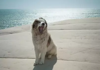 Charming Dog Yawning at Scala dei Turchi Beach