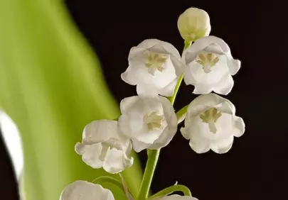 Delicate White Bells: Captivating Lily of the Valley Bloom