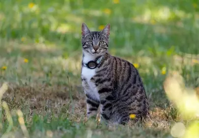 Charming Tabby: Outdoor Cat Portrait in Summer Meadow