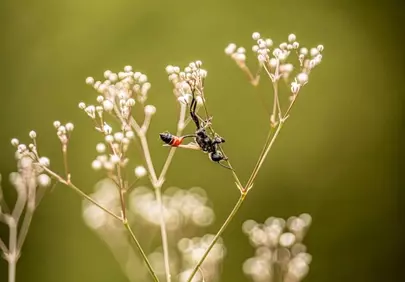 Stunning Macro: Insect on Delicate White Flowers