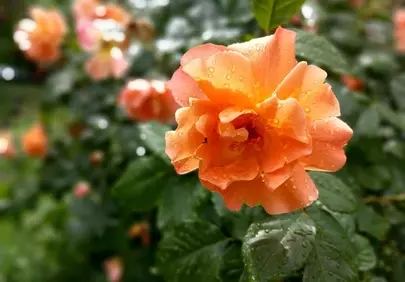 Vibrant Orange Rose Adorned with Fresh Raindrops