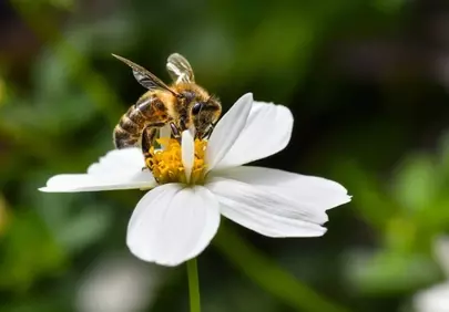 Vibrant Macro: Busy Bee Pollinating White Flower