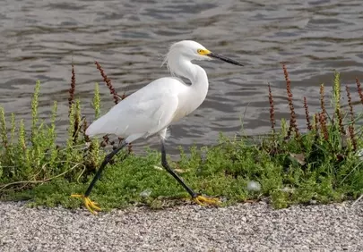Elegant Snowy Egret: Coastal Forager in Golden Sunlight
