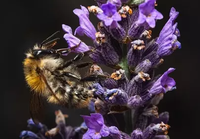 Vibrant Lavender: Bumblebee's Nectar Delight Wallpaper