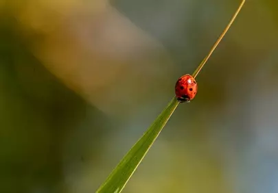 Vibrant Macro: Ladybug on a Blade of Grass
