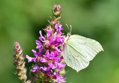 Enchanting Brimstone Butterfly on Vibrant Purple Loosestrife