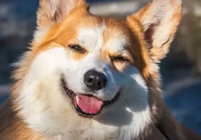 Charming Corgi Smile: Adorable & Fluffy Happy Dog Portrait