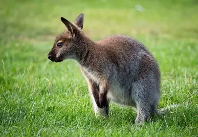 Adorable Joey: A Glimpse into Australia's Wild Heart