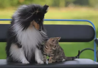 Heartwarming Friendship: Shetland Sheepdog & Kitten's Gentle Bond
