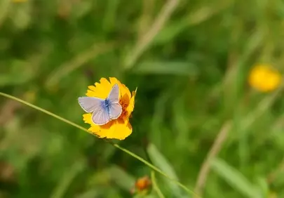 Vibrant Summer Delight: Lilac Butterfly on Golden Coreopsis