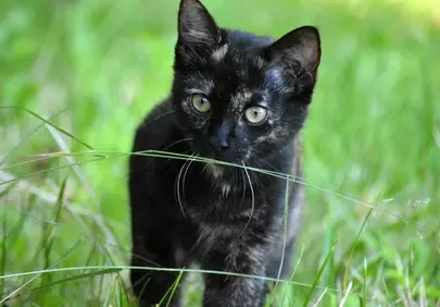 Enchanting Gaze: A Dark Tabby Kitten in Lush Green Grass