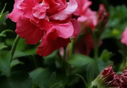 Vibrant Pink Petunia Blooms in Lush Garden