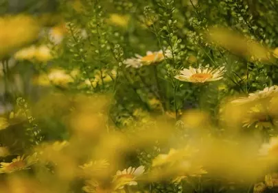 Vibrant Yellow Blooms: A Summer Garden's Delight