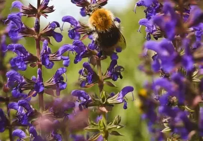 Vibrant Bumblebee Pollinating Wild Purple Flowers