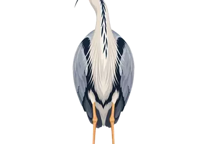 Elegant Grey Heron: Majestic Wetland Bird Illustration