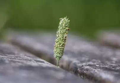 Vibrant Resilience: Macro Grass Growing Through Wooden Bench