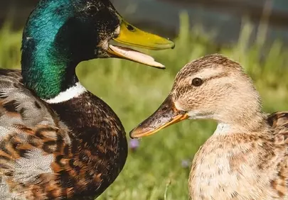 Vibrant Mallards: A Close Encounter by the Water's Edge