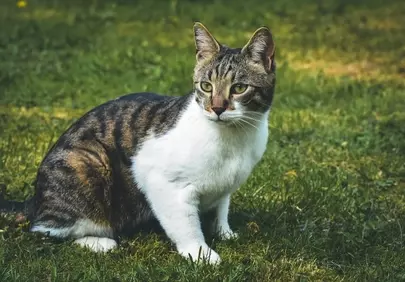 Charming Tabby Cat Enjoys a Serene Outdoor Moment