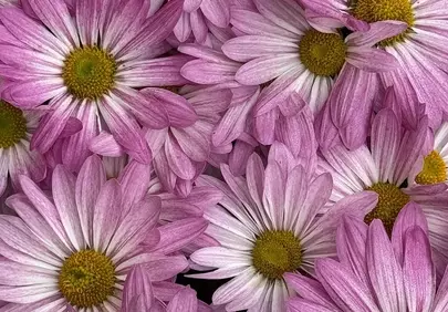 Vibrant Pink Summer Blooms: A Field of Floral Delight
