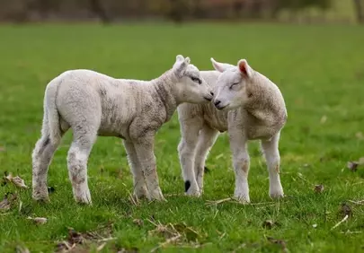 Adorable Duo: Newborn Lambs Embrace Spring's Tender Grass