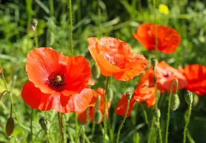 Vibrant Red Poppies: A Summer Meadow Dream