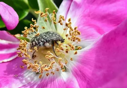 Macro Marvel: Beetle Delicately Pollinates a Vibrant Pink Dog Rose