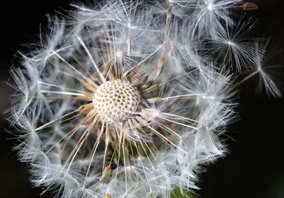Enchanting Dandelion Seeds: A Delicate Dance of Nature