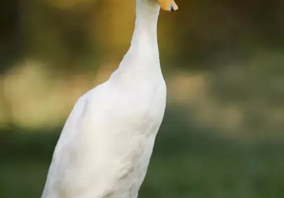 Graceful Runner Duck: Serene White Fowl in Nature