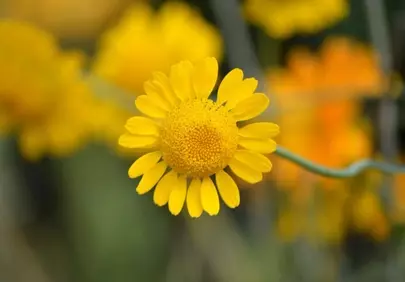 Vibrant Yellow Bloom: Macro Beauty of Summer Anemone
