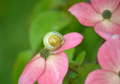 Enchanting Snail Rests on Delicate Pink Dogwood Bloom
