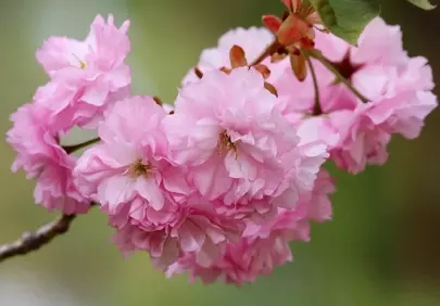Vibrant Pink Cherry Blossoms: Spring's Delicate Beauty