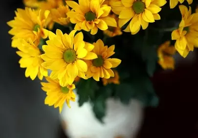 Vibrant Yellow Gerbera Daisies: A Touch of Sunshine Indoors